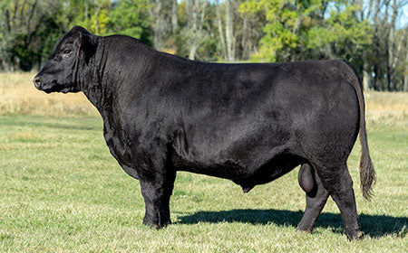 test bull Semen