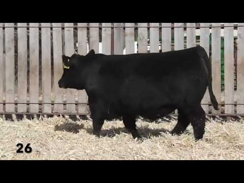 test bull Semen