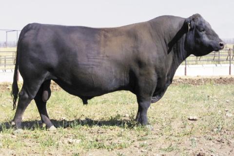 Sitz Rainmaker 6169 Semen